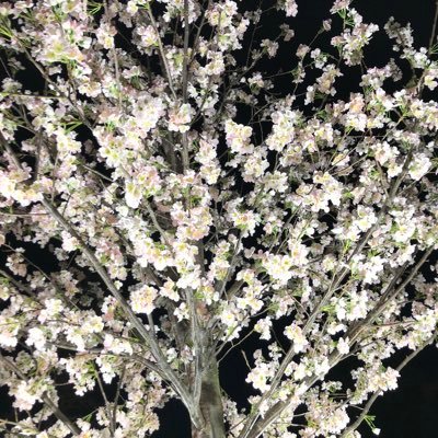 White__tin's profile picture. 関東住変態な女の子と絡みたいです出来ればヤリたいsex上手くなりたいです！この前下手と言われ落ち込んでる男です