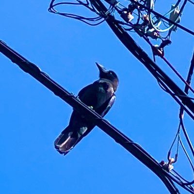 トサカノさんのプロフィール画像