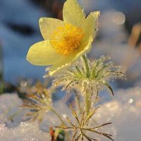 منال❥ ᵐ (@manalalsulaymi) 's Twitter Profile Photo