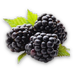myblackberryplants (@growbbplants) Twitter profile photo myblackberryplants (@growbbplants) Twitter profile photo