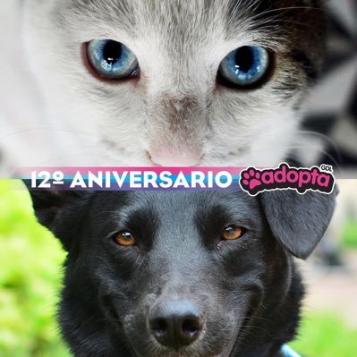 Piensa, Ama, #Esteriliza #Perros #Gatos #Adopta #NoCompres