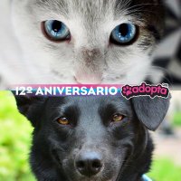 Adopta Guadalajara π²π½ (@adoptagdl) 's Twitter Profile