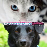 Adopta Guadalajara 🇲🇽(@adoptagdl) 's Twitter Profile Photo