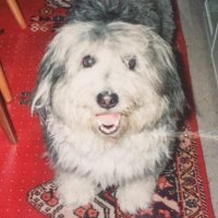Wendy 🐾 (@__butterblume__) Twitter profile photo