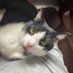 Raffael (@rafftheninjacat) Twitter profile photo Raffael (@rafftheninjacat) Twitter profile photo