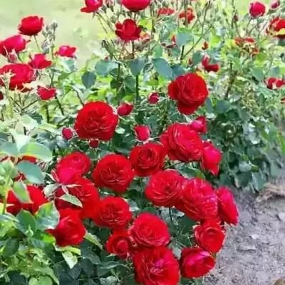 lovelov33364373's profile picture. 