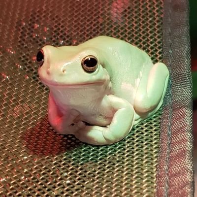 frogkingjulian Profile Picture