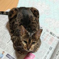 ミク🐱の母さん (@hxouzbjejaf1kvq) 's Twitter Profile