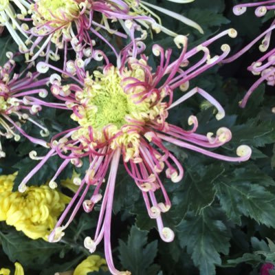 SRb8ODmNqd46bOz's profile picture. 