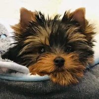 Jimmy Xia (@xia_jimmy) 's Twitter Profile