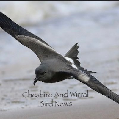 This is the place to share all your news,sightings and photos of birds in and around the Cheshire and Wirral area.