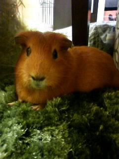 kubocchi1967's profile picture. サラリーマンを生業として、ギターを弾いてます。エレキギターです。ロックです。バンドやります。音楽創ります。音楽がライフワークといいたいです。