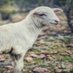 Sheep Daily (@sheepdaily1) Twitter profile photo Sheep Daily (@sheepdaily1) Twitter profile photo