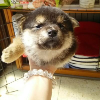 愛犬！さくらちゃん🐶を皆さんに勝手にお届けしたい(笑)🤭💦
根っからの歌好き‼️喜怒哀楽‼️毎日！鼻歌♪🎤こんな私を皆様！よろしくお願いいたします🙏💦