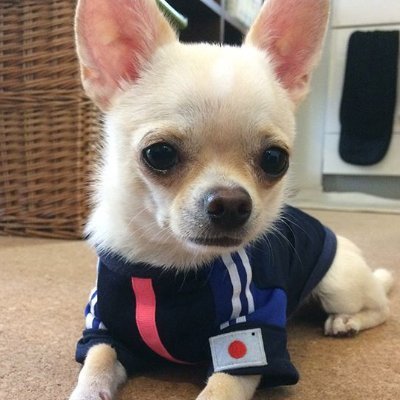 応援染隊(おうえんせんたい)松下個人垢。ゲーフラ・パイフラ・大旗をデザイン&縫う人。サポーター後方支援のおっさんです。Jリーグは特に推しチーム持たず、日本代表、Jリーグも関東中心に観戦、イラストやデザイン日々勉強中、無言フォローお許しを。 旗に興味があるサポーター様お気軽に⚽️🏄♂️