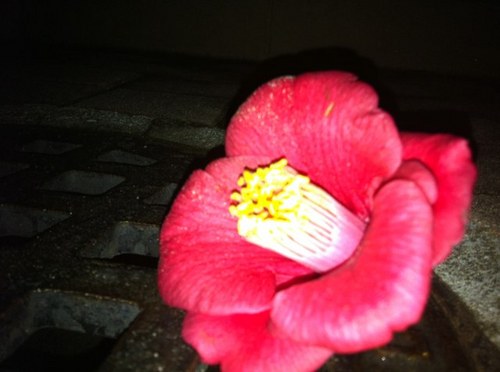 wackbasi06's profile picture. 願いします☻ 日本が好き、反日の人間は出ていってどうぞ、原発推進、核武装すりゃいい メガソーラー✖️移民あかん犯罪者多すぎ