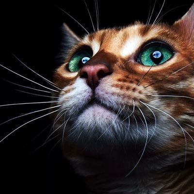 JAMOPYPER4's profile picture. vibes