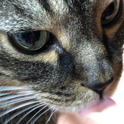 nijihashi_sola's profile picture. UE5でゲーム開発中。会社員で一児の母。初心者です！