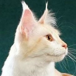 catloverplayer Profile Picture