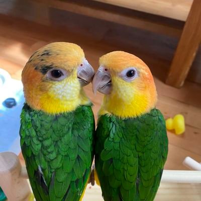 無言フォロー&いいねしてごめんなさい!(;>_<;)
うちには8羽のインコがいます。
オカメインコ②(ルチノー、ノーマル)
セキセイインコ①( オパーリンバイオレット)
ウロコインコ②(パイナップル、ブルーパイナップル)
シロハラインコ②(姉妹)
オキナインコ①(アクアブルーパリッドオパーリン)