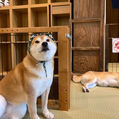 TopAnimalPlanet's profile picture. 都内私立文系｜ラーメン