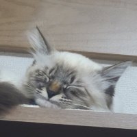 Haludal☆デニムバッグ (@pmy00bb) 's Twitter Profile