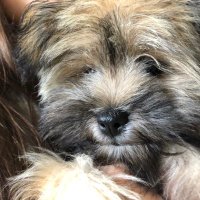 Liam Dillon (@iotboom) 's Twitter Profile