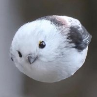 DanTheRoasterMan (@d_roaster_man) 's Twitter Profile