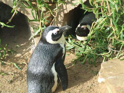 SAPREC's profile picture. The center SAPREC rehabilitates seabirds and penguins and releases them back into the sea/wild. World of Wildlife (non-profit org.) supports SAPREC's work.