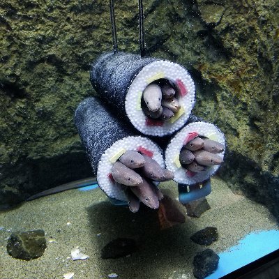 yukidaruma_san4's profile picture. 東松島市出身。震災後転々。原発をなくしたい。