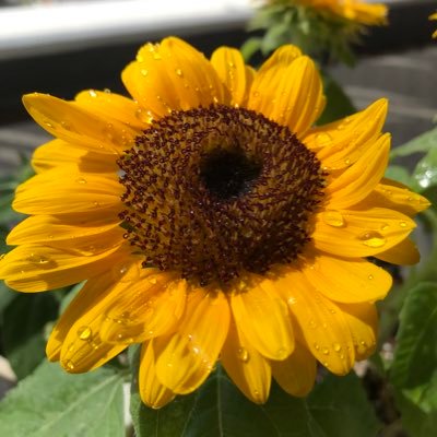 tomotintin123's profile picture. 