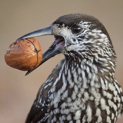 karotes3's profile picture. prostě jsem