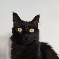 Thibault (@thibmeu) 's Twitter Profile