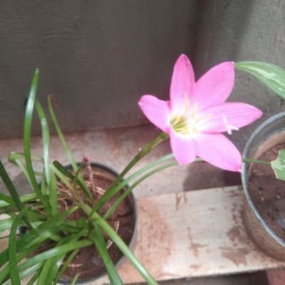 sanosh841's profile picture. cng