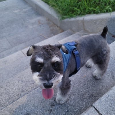 cchiheisenn's profile picture. 