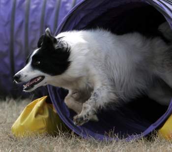 SwiftDogSports's profile picture. Swift Dog Sports Agility Pitt Meadows, BC http://t.co/c3Rg2AV7I9