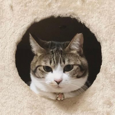 猫｜音楽｜生配信😷｜ こたこな放送局🐾（@kotaro_konatsu）の中身の人。 新米ママ🫶🏻