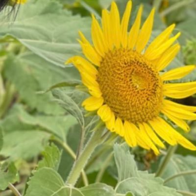 NAGI_sar_A's profile picture. sarA🕊🌐💛ファン