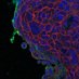 Cichowski Lab | BWH (@cichowskilab) Twitter profile photo Cichowski Lab | BWH (@cichowskilab) Twitter profile photo