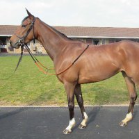 Summerstorm Bloodstock (@summerstormblo1) 's Twitter Profile
