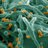 Carroll_Lab_Ox's profile image