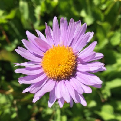 NShoell's profile picture. 