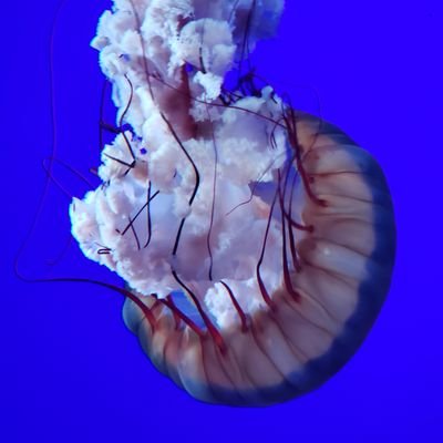 GarciaTVDSB's profile picture. Teacher Librarian at Summers Corners