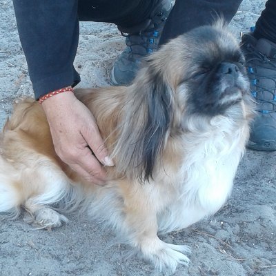 Praticienne Enseignante en Reiki humains et animaux (méthode de soins énergétiques japonaise, naturelle).
Également geobiologue et conseillère en aromathérapie.