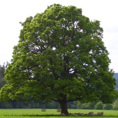 woodsycamore123's profile picture. Croeso i Dosbarth Sycamore!