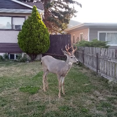 Mikelovesgarlic's profile picture. I used to work on a vintage steam locomotive and I do a quite a bit of model building.