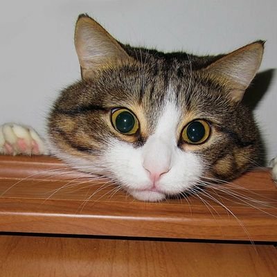 1HHumanity's profile picture. 