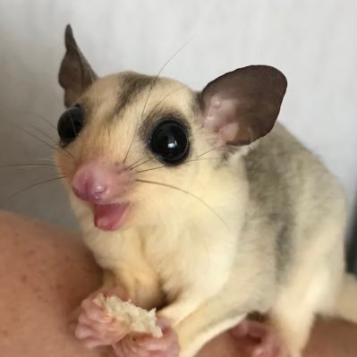 フクモモ、レオパ達と過ごす時間が幸せ💓 Instagramもやってます。Twitterは初心者🔰よろしくお願いします
