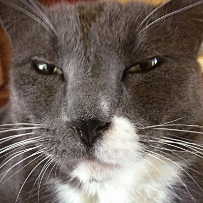 bgriesner's profile picture. 