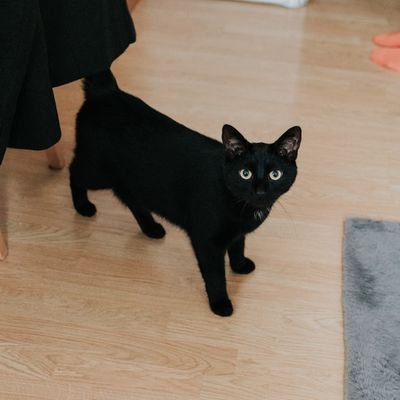 This is a day in the life of a crazy black cat Kuro. please follow and enjoy.